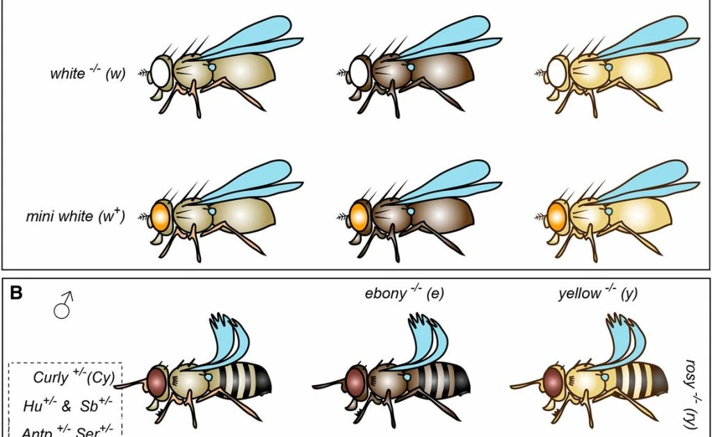 Mutation testing